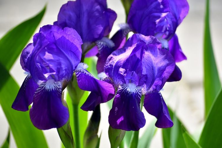 Detail Bunga Iris Adalah Bunga Nasional Negara Nomer 20