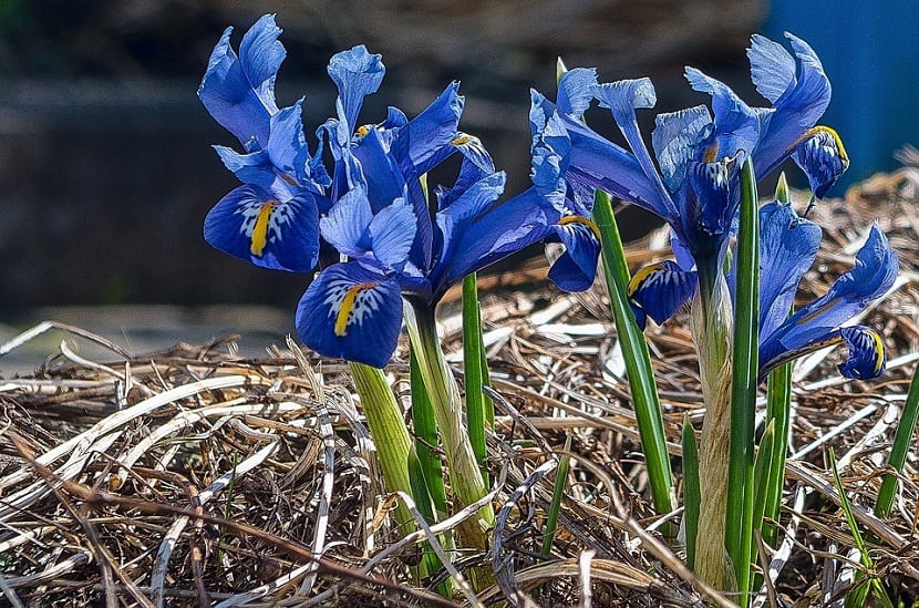 Detail Bunga Iris Adalah Bunga Nasional Negara Nomer 27