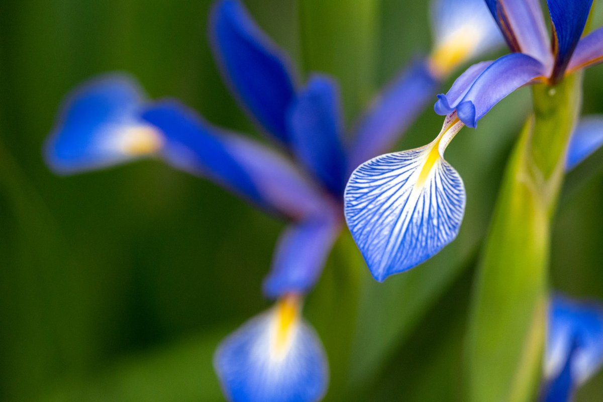 Detail Bunga Iris Adalah Bunga Nasional Negara Nomer 38