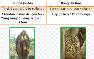 Detail Bunga Jantan Kelapa Sawit Nomer 8