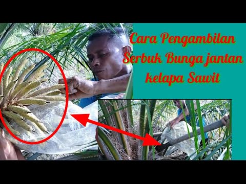 Detail Bunga Jantan Kelapa Sawit Nomer 24