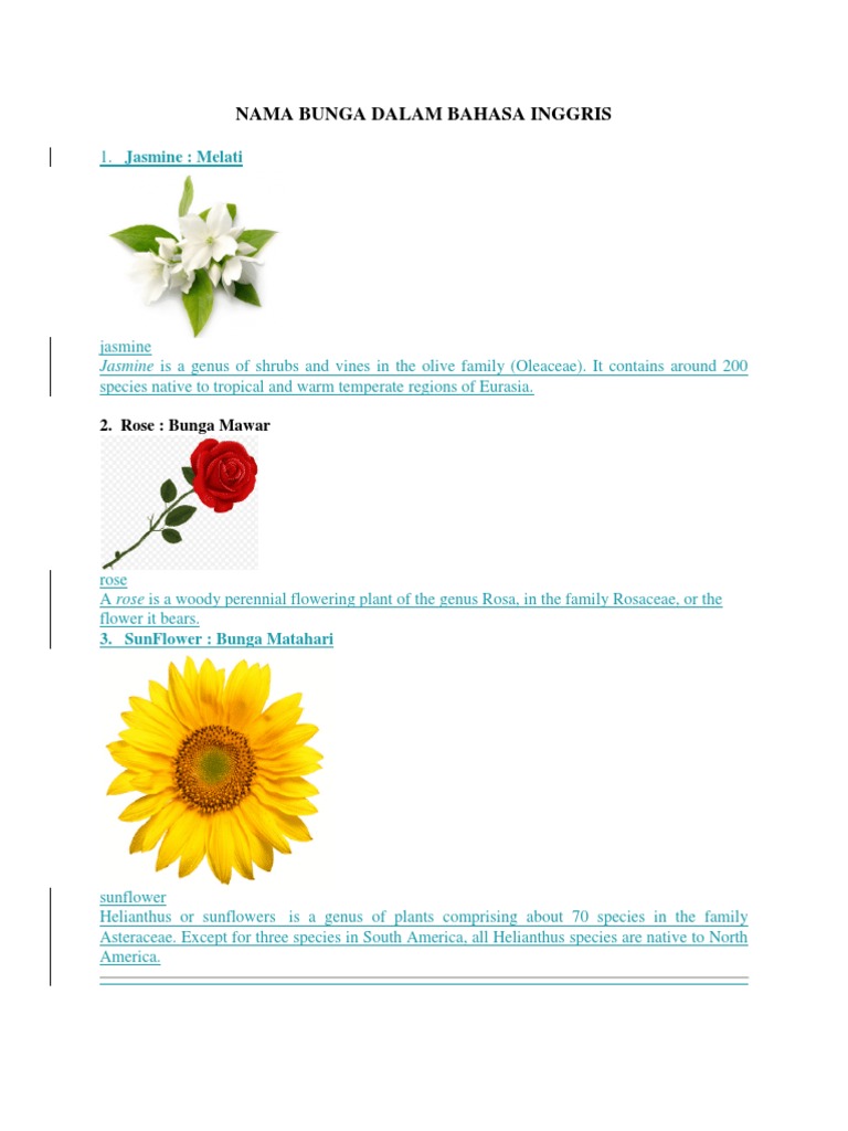Detail Bunga Matahari Bahasa Inggris Nomer 4