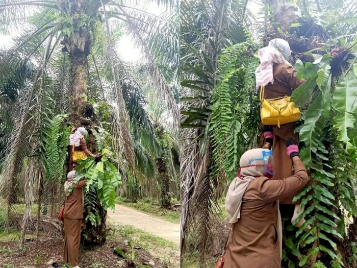 Detail Bunga Pohon Kelapa Nomer 30