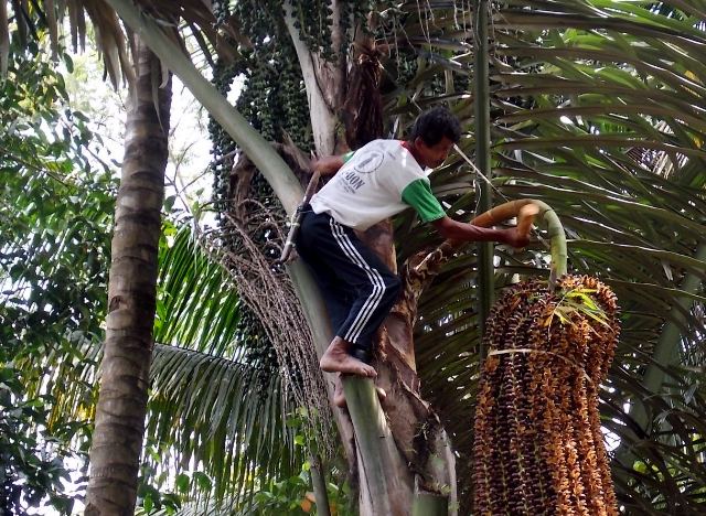 Detail Bunga Pohon Kelapa Nomer 31