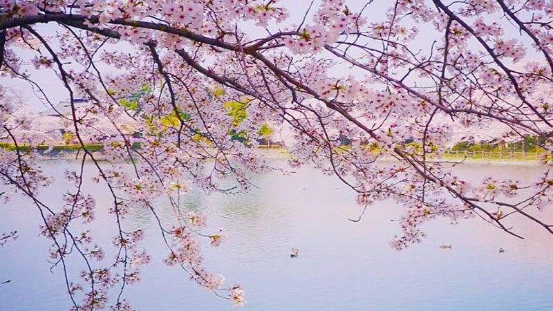 Detail Bunga Sakura Jepang Gambar Bunga Cantik Untuk Wallpaper Nomer 17