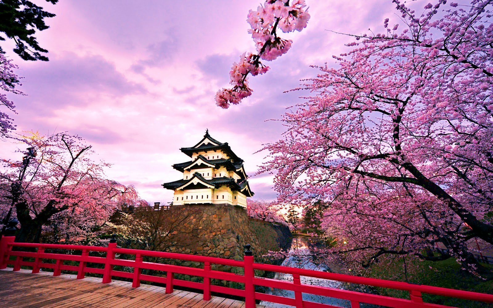 Detail Bunga Sakura Jepang Gambar Bunga Cantik Untuk Wallpaper Nomer 21