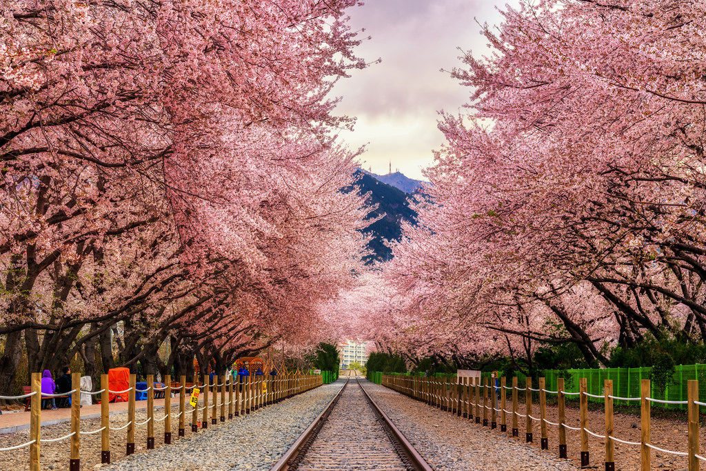 Detail Bunga Sakura Jepang Gambar Bunga Cantik Untuk Wallpaper Nomer 25