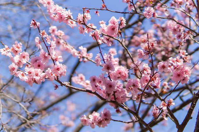 Detail Bunga Sakura Jepang Gambar Bunga Cantik Untuk Wallpaper Nomer 26