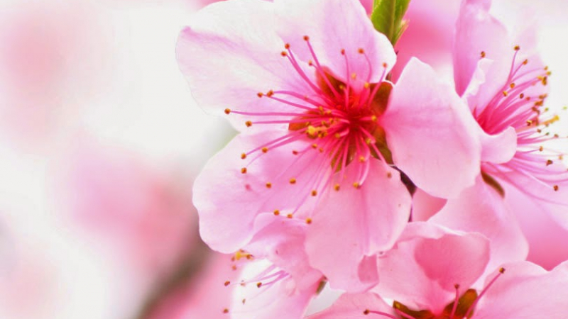 Detail Bunga Sakura Jepang Gambar Bunga Cantik Untuk Wallpaper Nomer 5