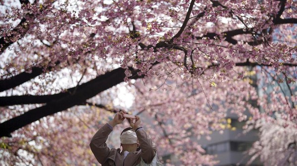 Detail Bunga Sakura Jepang Gambar Bunga Cantik Untuk Wallpaper Nomer 37