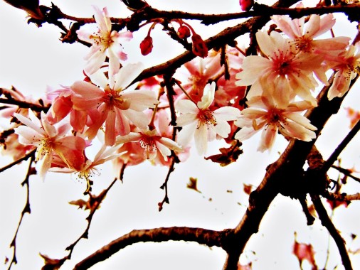 Detail Bunga Sakura Jepang Gambar Bunga Cantik Untuk Wallpaper Nomer 39