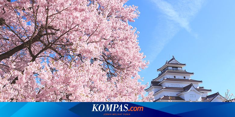 Detail Bunga Sakura Jepang Gambar Bunga Cantik Untuk Wallpaper Nomer 45