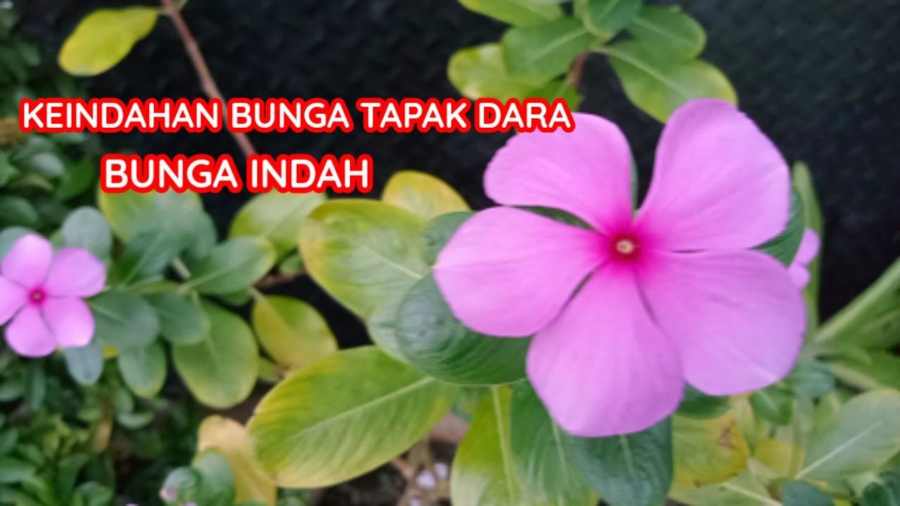 Detail Bunga Tapak Dara Kuning Nomer 27