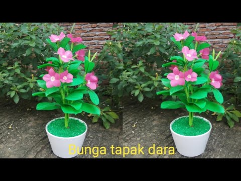 Detail Bunga Tapak Dara Kuning Nomer 39