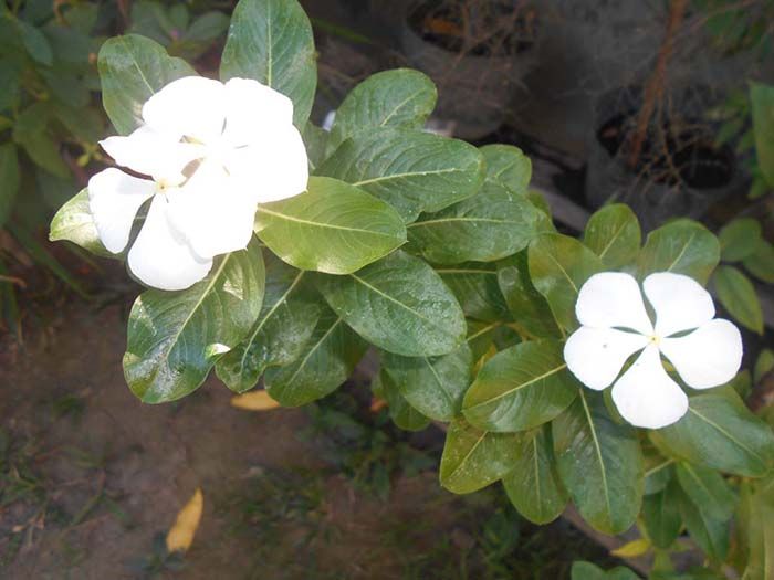 Detail Bunga Tapak Dara Putih Nomer 12