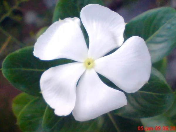 Detail Bunga Tapak Dara Putih Nomer 28