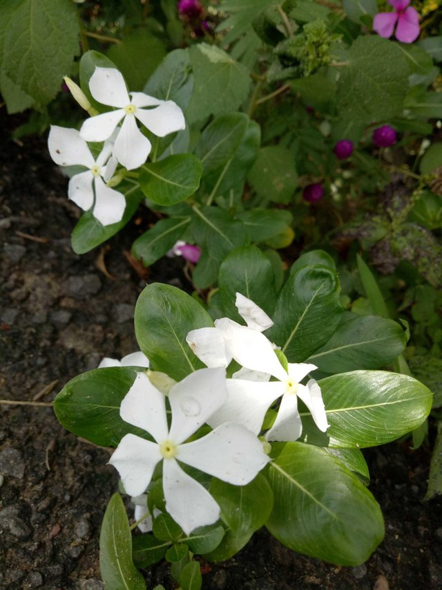 Detail Bunga Tapak Dara Putih Nomer 29