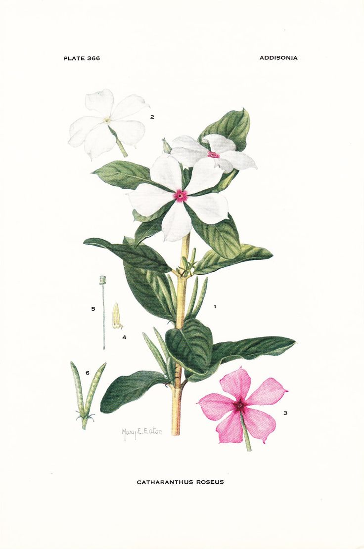Detail Bunga Tapak Dara Putih Nomer 30
