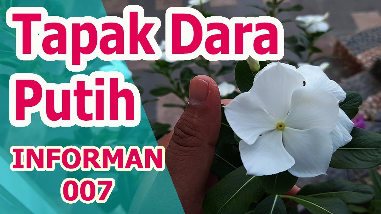 Detail Bunga Tapak Dara Putih Nomer 38