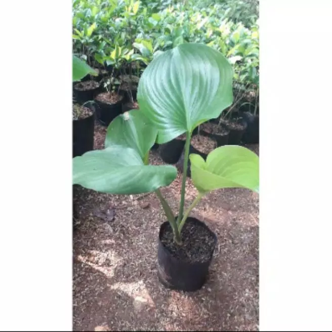 Detail Bunga Tapak Kuda Nomer 28