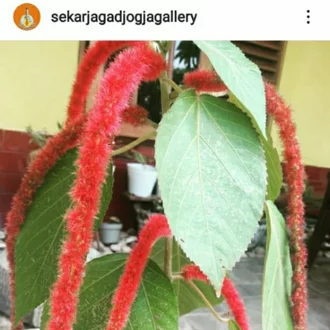 Detail Bunga Tapal Kuda Nomer 20