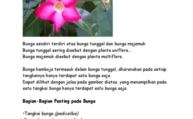 Detail Bunga Tunggal Adalah Nomer 38