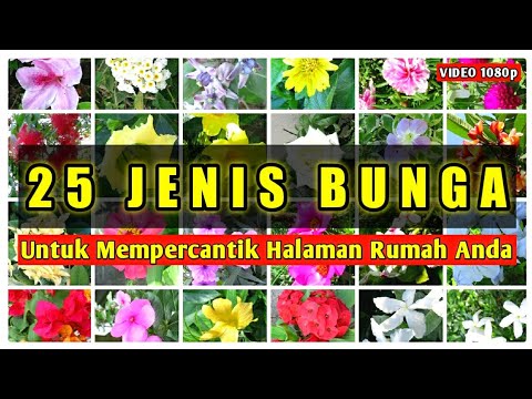 Detail Bunga Untuk Halaman Rumah Nomer 28