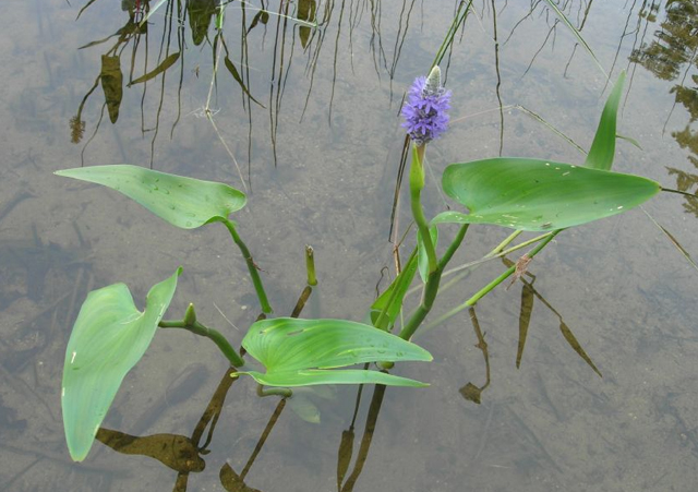 Detail Bunga Untuk Kolam Ikan Nomer 35