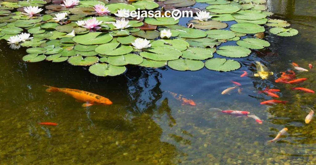 Detail Bunga Untuk Kolam Ikan Nomer 39