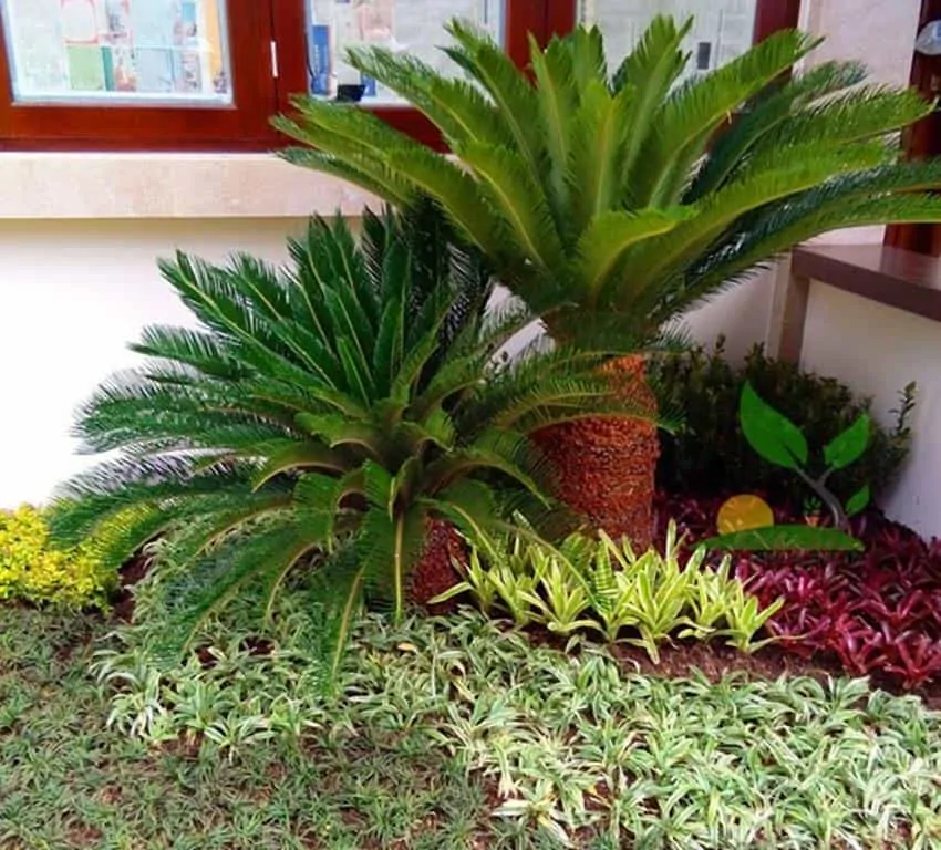 Detail Bunga Untuk Taman Nomer 19