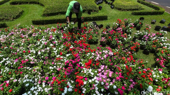 Bunga Warna Warni Untuk Taman - KibrisPDR