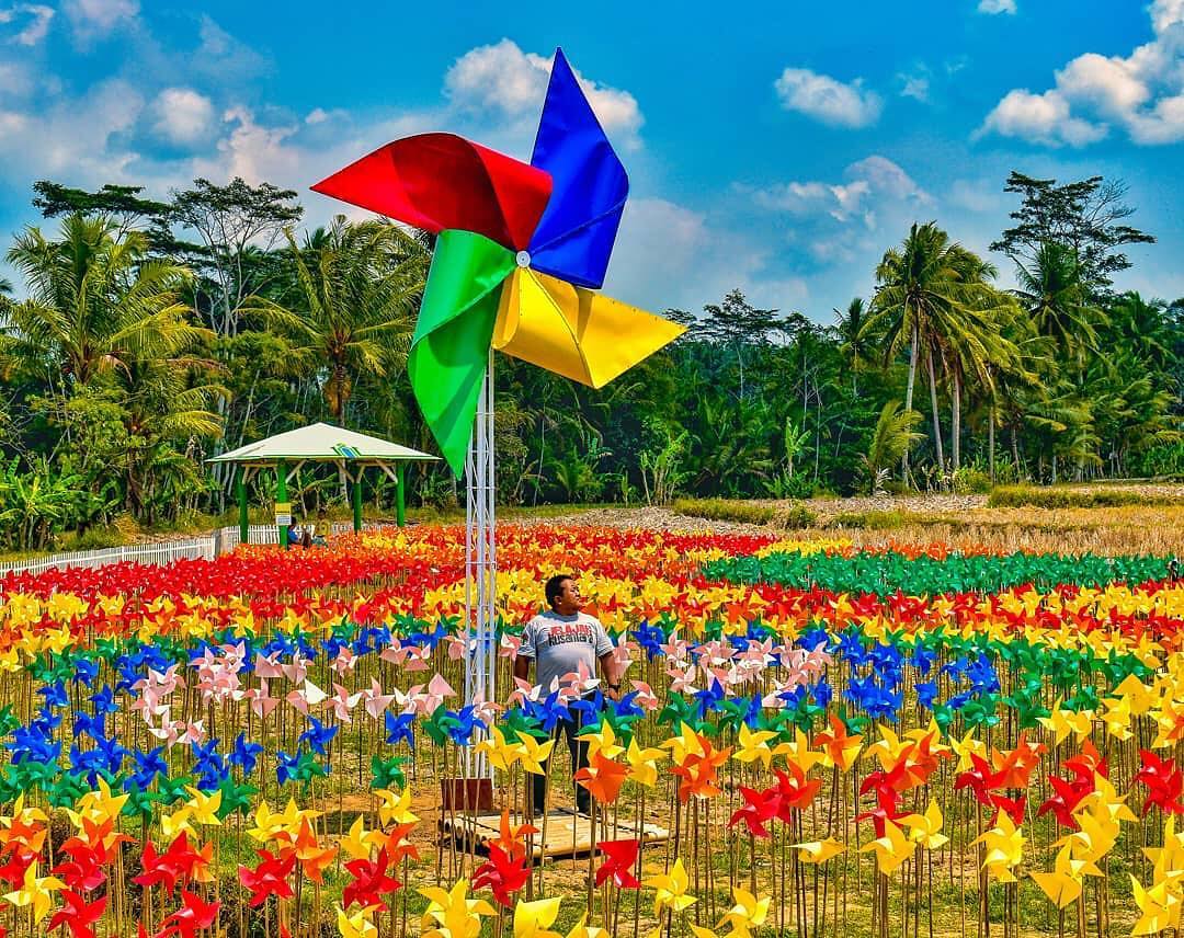 Detail Bunga Warna Warni Untuk Taman Nomer 30