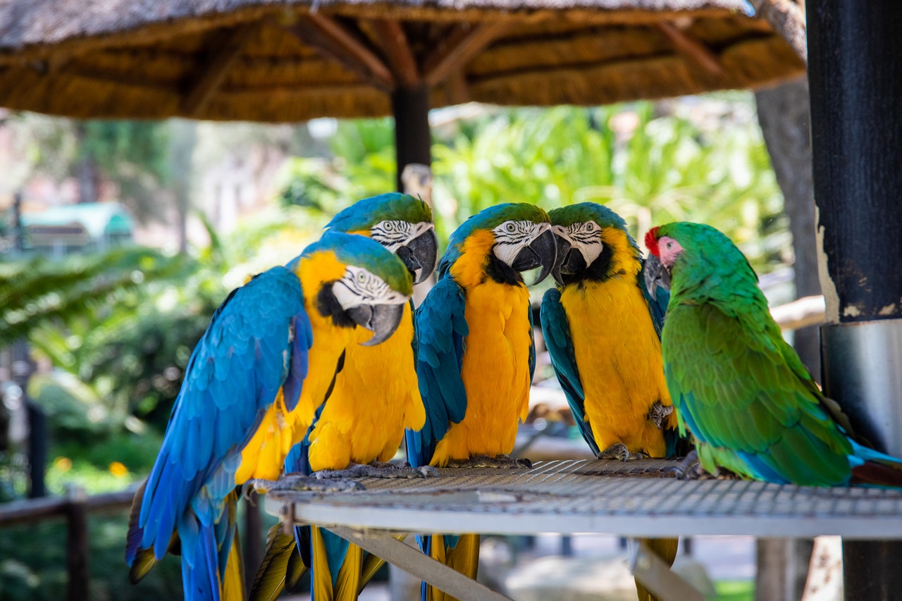 Detail Burung Beo Bahasa Inggris Nomer 37