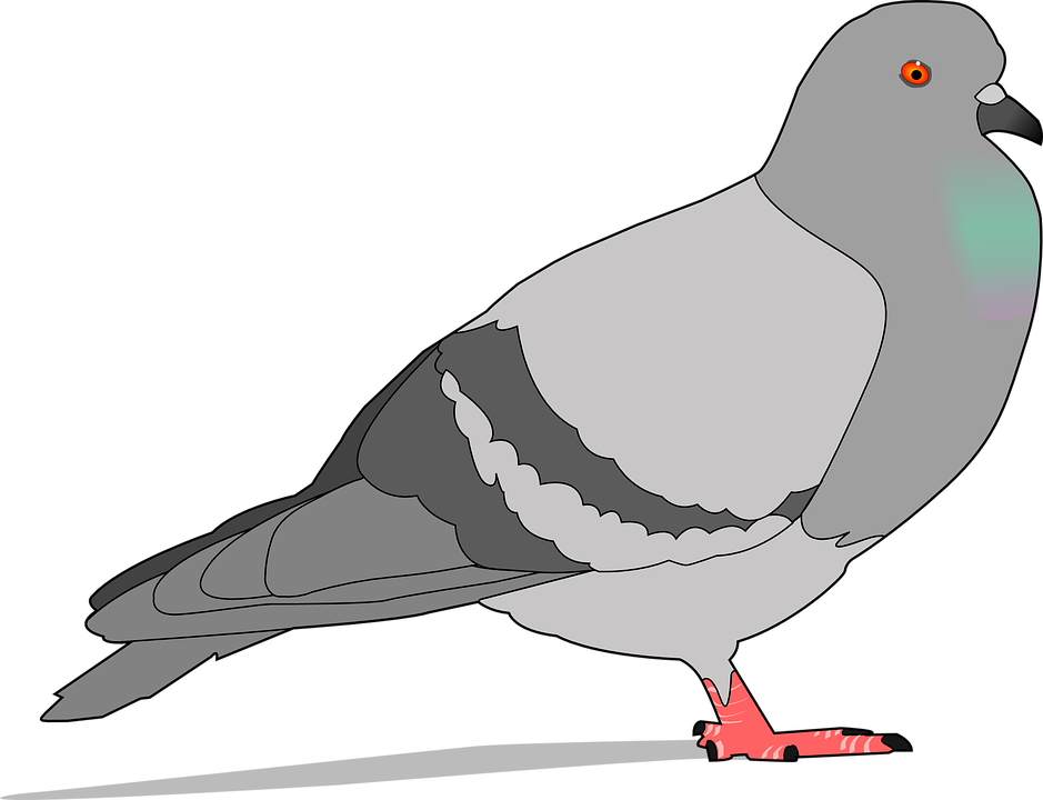 Detail Burung Dara Vektor Nomer 9