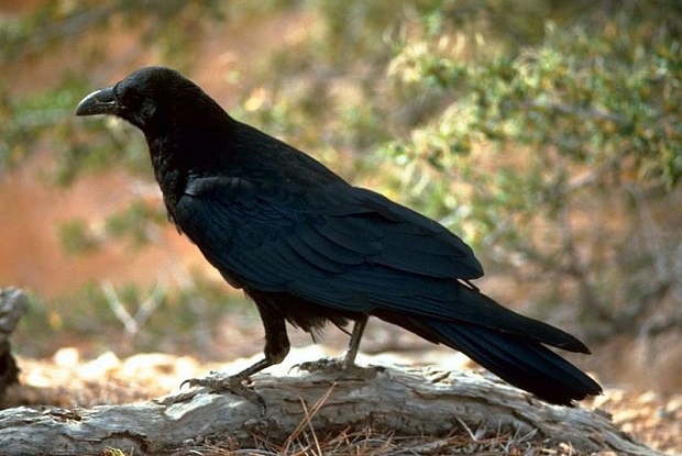 Burung Gagak Hitam - KibrisPDR