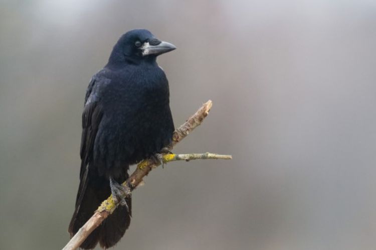 Detail Burung Gagak Hitam Nomer 10