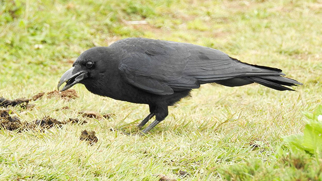 Detail Burung Gagak Hitam Nomer 21