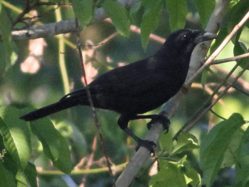 Detail Burung Gagak Hitam Nomer 27