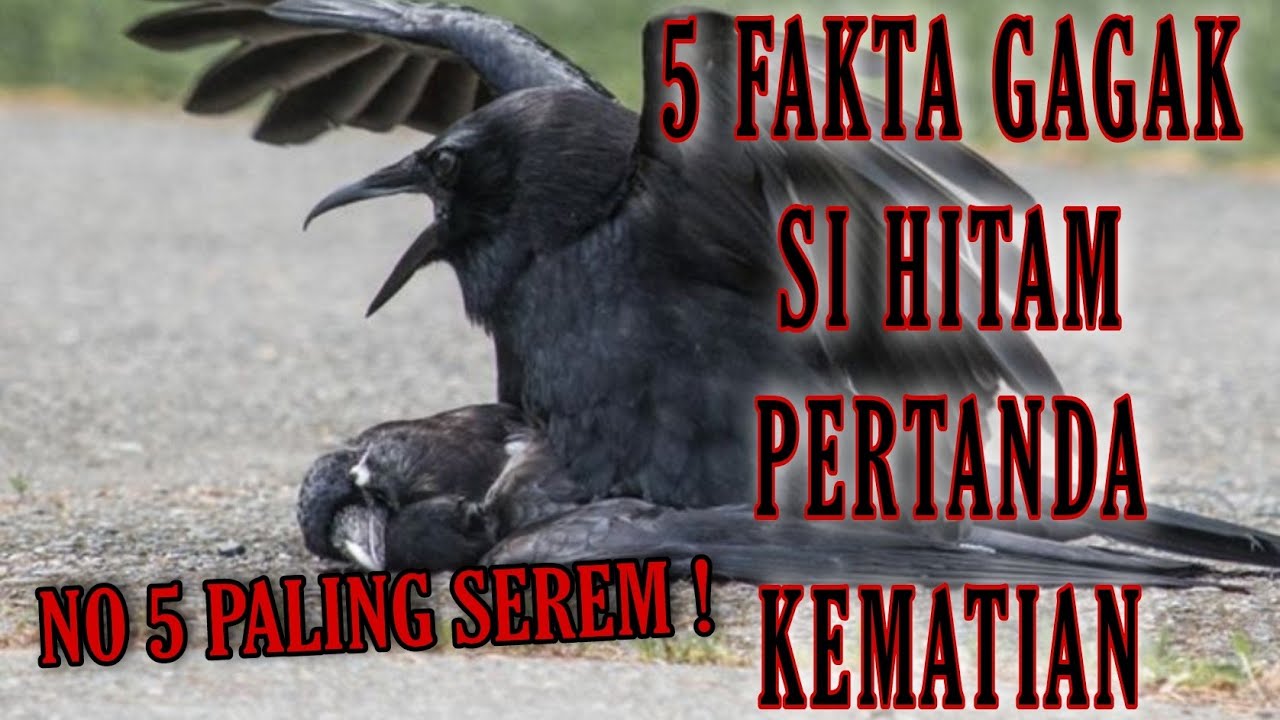 Detail Burung Gagak Hitam Nomer 34