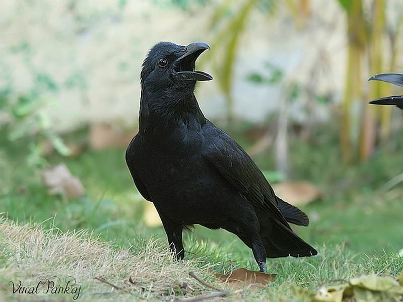 Detail Burung Gagak Hitam Nomer 6