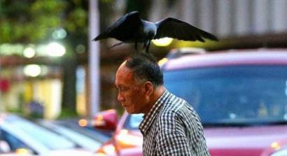 Detail Burung Gagak Makan Apa Nomer 24