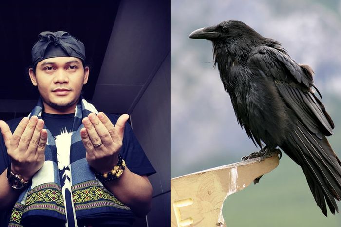 Detail Burung Gagak Makan Apa Nomer 30