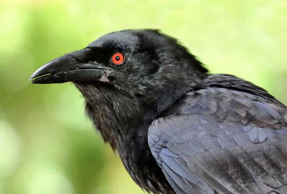 Detail Burung Gagak Makan Apa Nomer 42