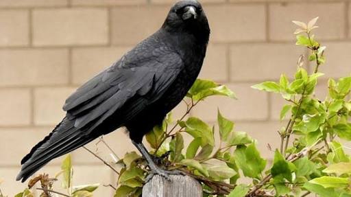 Detail Burung Gagak Makan Apa Nomer 6