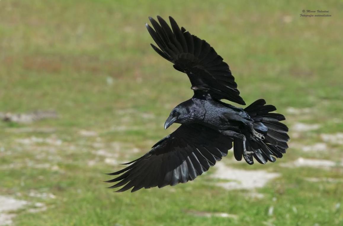 Detail Burung Gagak Mata Merah Nomer 16