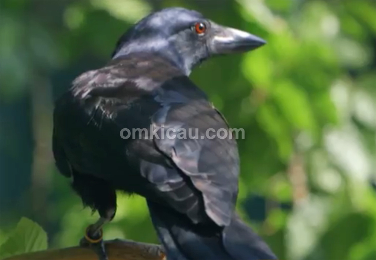 Detail Burung Gagak Mata Merah Nomer 31