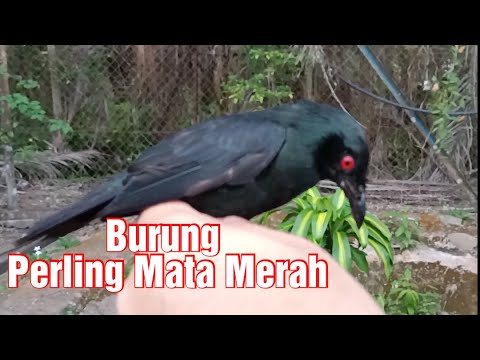 Detail Burung Gagak Mata Merah Nomer 44