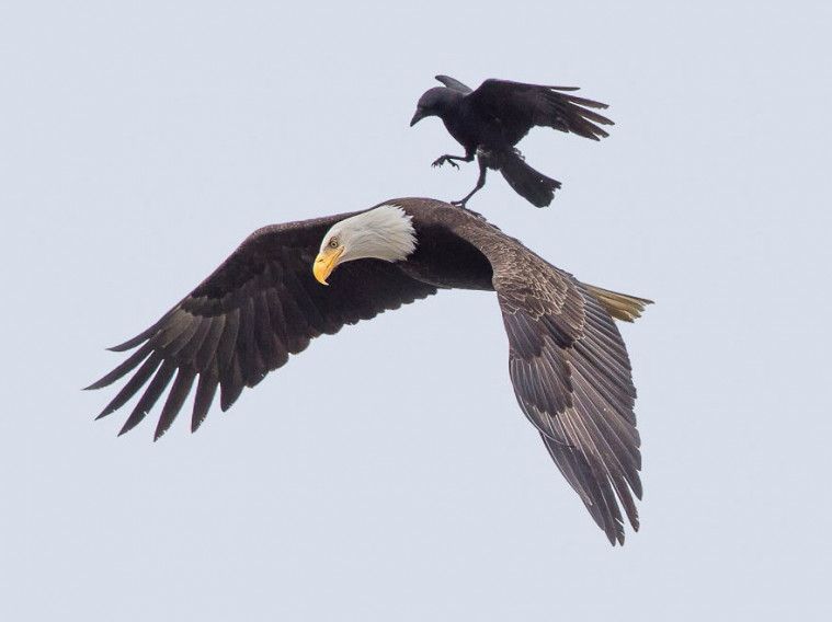 Detail Burung Gagak Terbang Nomer 7