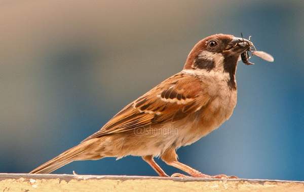 Detail Burung Gereja Makan Apa Nomer 7