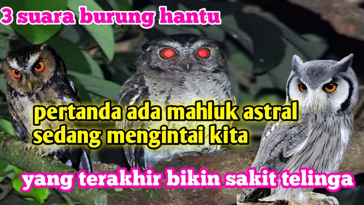 Detail Burung Hantu Bahasa Inggris Nomer 27